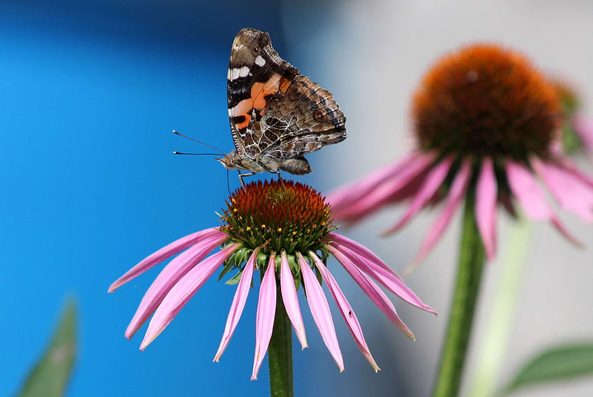 580524 schöne Blume, blauer Hintergrund, Schmetterling, Nahaufnahme, Echinacea-Blume HD-Hintergrundbild
