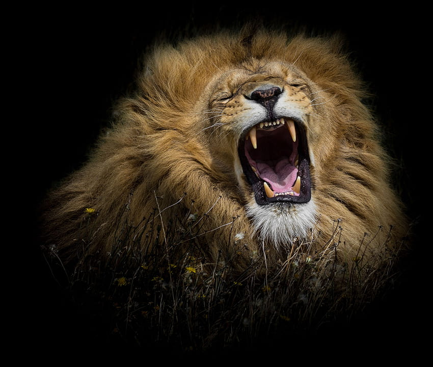De s de animales, rostros, leones, rugidos y leones rugiendo fondo de  pantalla | Pxfuel