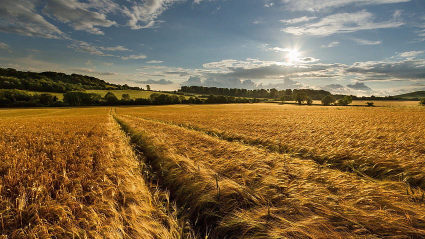 Amazing Cornfield, corn field HD wallpaper