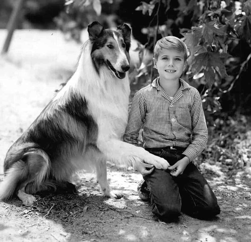 20 Of The Best Animal Characters In Popular Culture, lassie tv show HD wallpaper