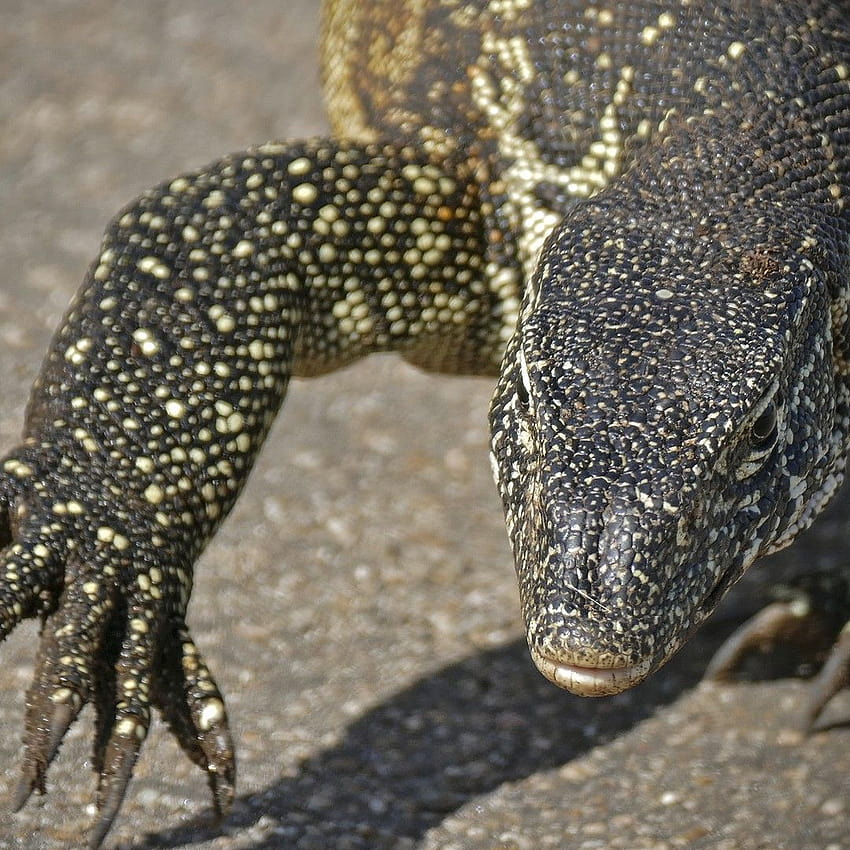 Florida's Dragon Problem, monitor lizard HD phone wallpaper