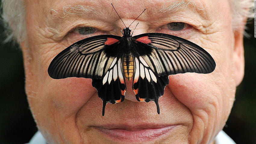 Sir David Attenborough talks life under lockdown HD wallpaper