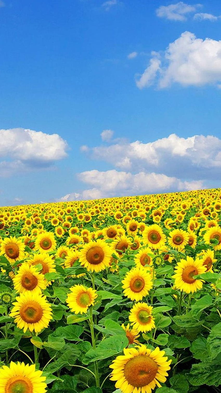 ↑↑TAP AND GET THE APP! View Nature Sky Flowers Horizont Clouds Sunflower iPhone 6, spring horizont HD phone wallpaper