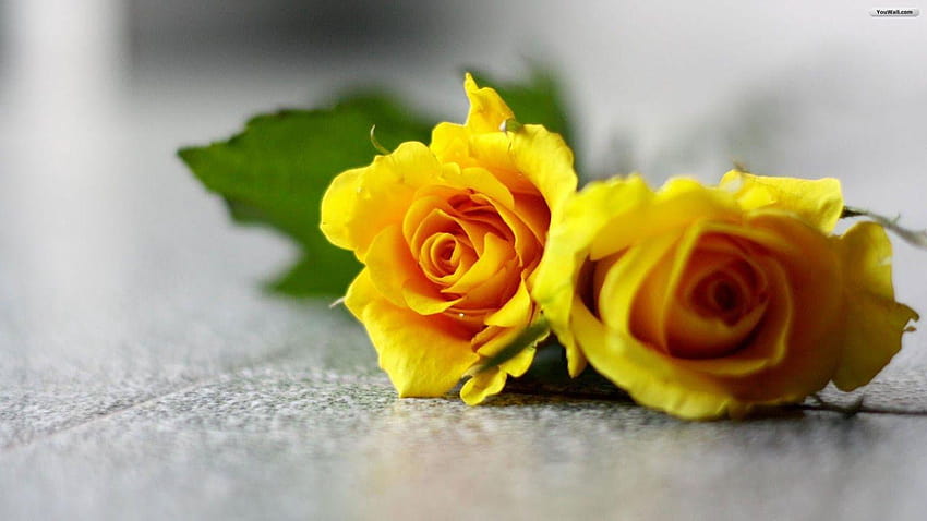 czerwona róża, różowa róża, żółta róża, niebieska róża i biała róża, pojedyncza żółta róża Tapeta HD