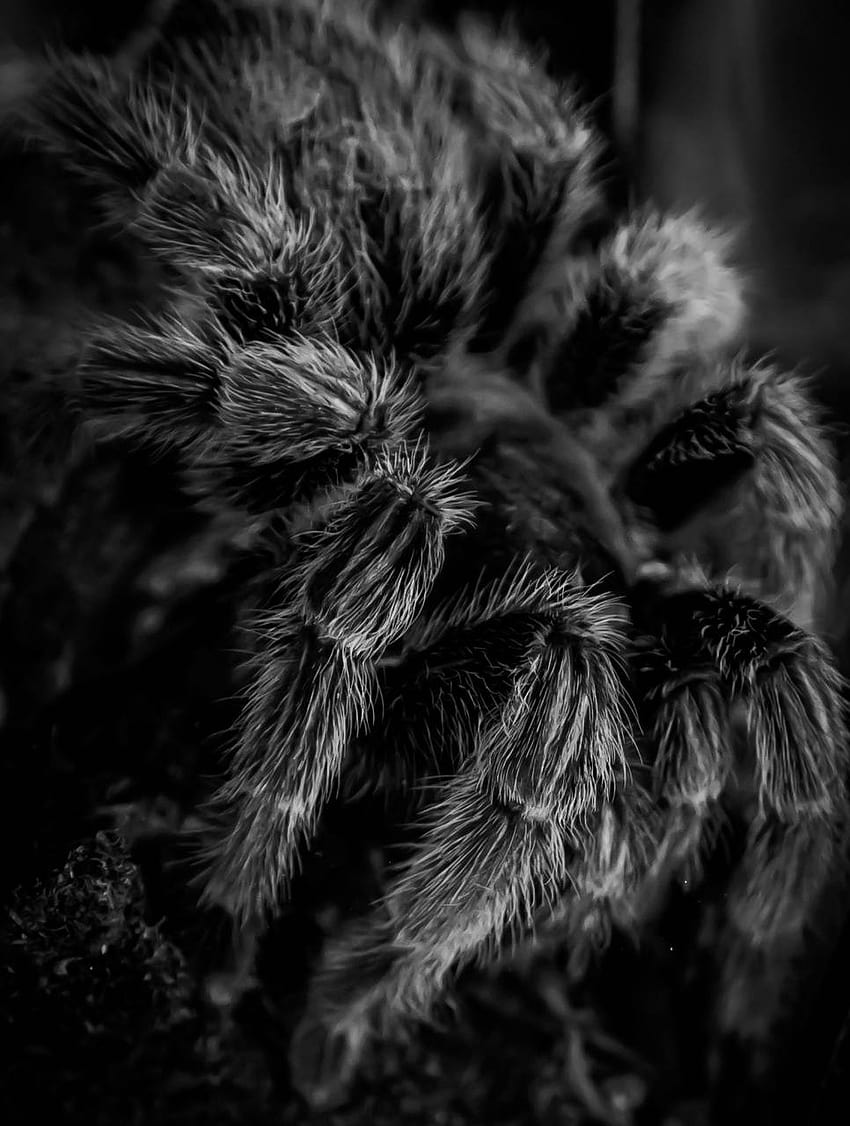 Chilean Tarantula by Gizmore, tarantula iphone HD phone wallpaper