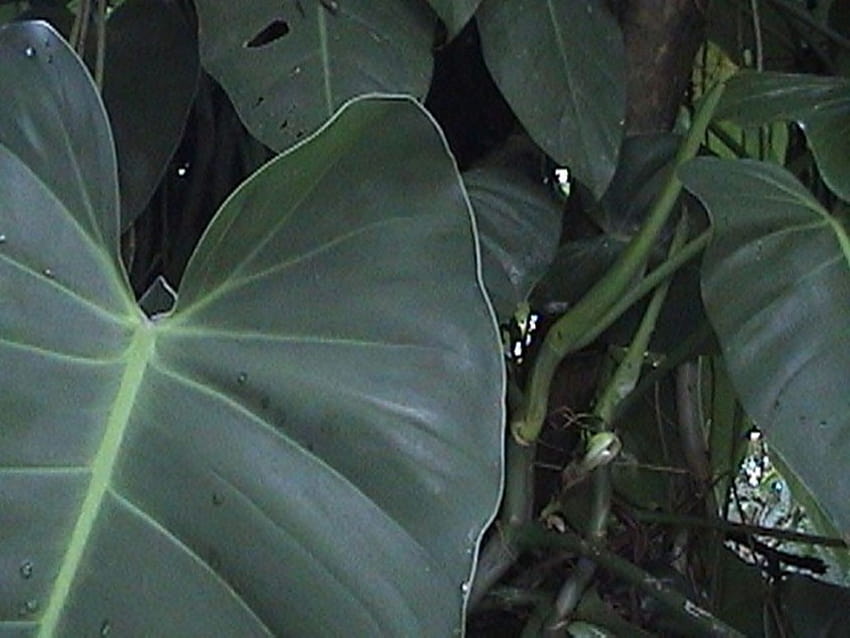 Philodendron sagittifolium Liebm. HD wallpaper