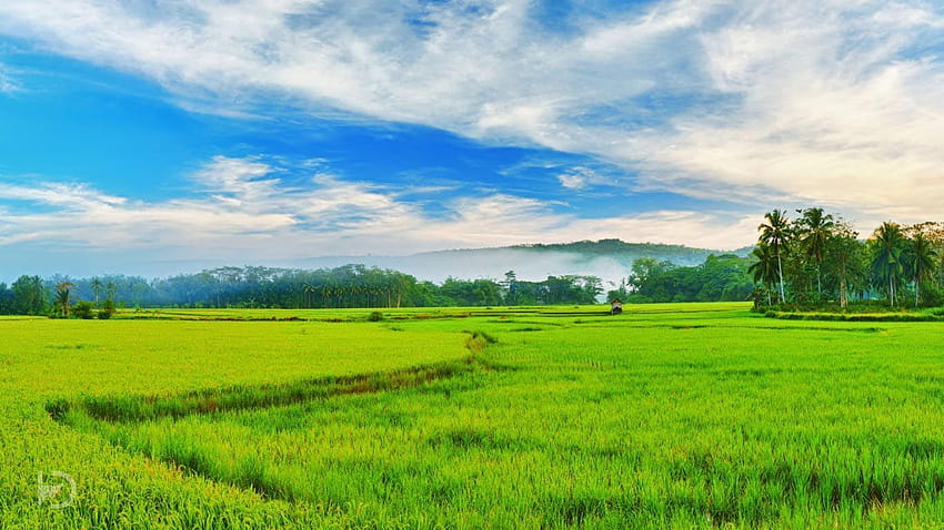 Rice Field Kerala India Amazing Earth in 2019 Field [1366x768] за вашия, мобилен телефон и таблет, изглед на оризово поле HD тапет