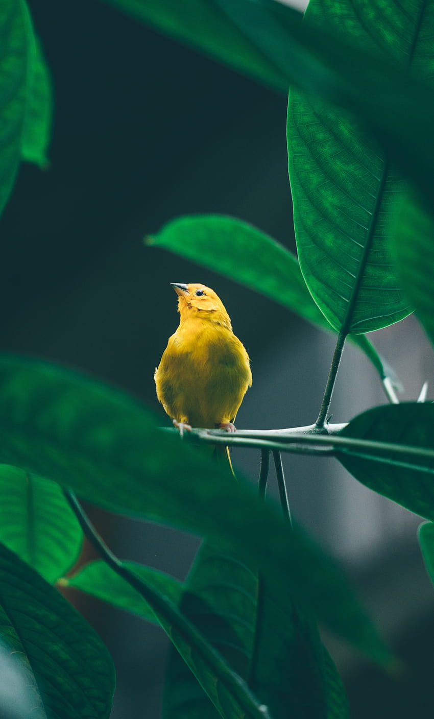 Mały, uroczy, żółty ptak, gałąź drzewa, estetyczne ptaki Tapeta na telefon HD
