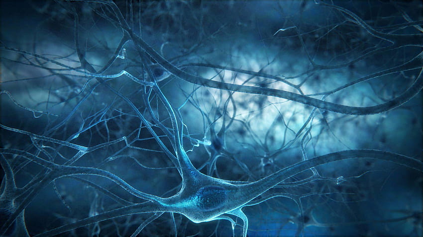 Neuron Brain Neuron HD wallpaper  Pxfuel