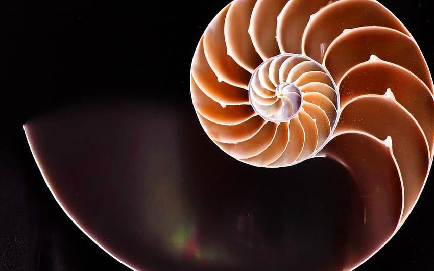Fibonacci golden ratio nautilus shells spirals HD wallpaper