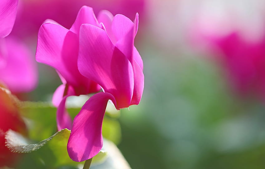 มาโคร ดอกไม้ ไม่ชัด ไซคลาเมน สีชมพู วอลล์เปเปอร์ HD