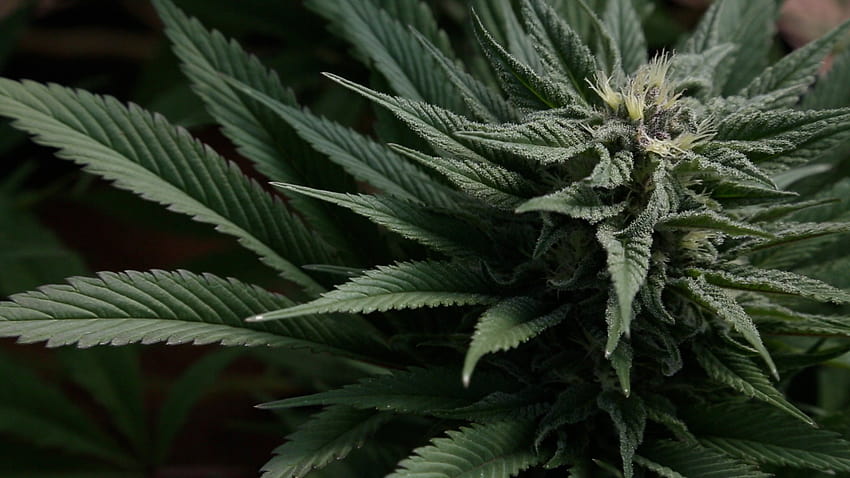 hierba, cannabis fondo de pantalla