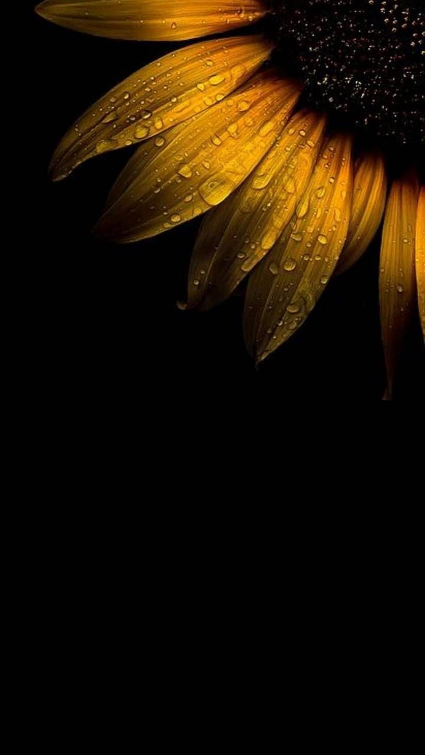 SunFlower by Odysseon ดอกทานตะวันสีดำ วอลล์เปเปอร์โทรศัพท์ HD