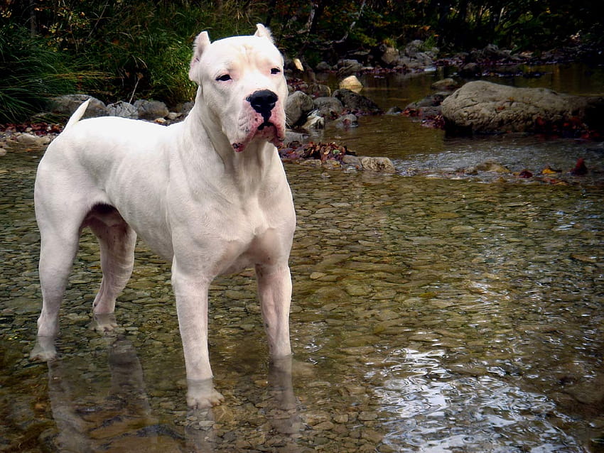 High Quality Dogo Argentino HD wallpaper