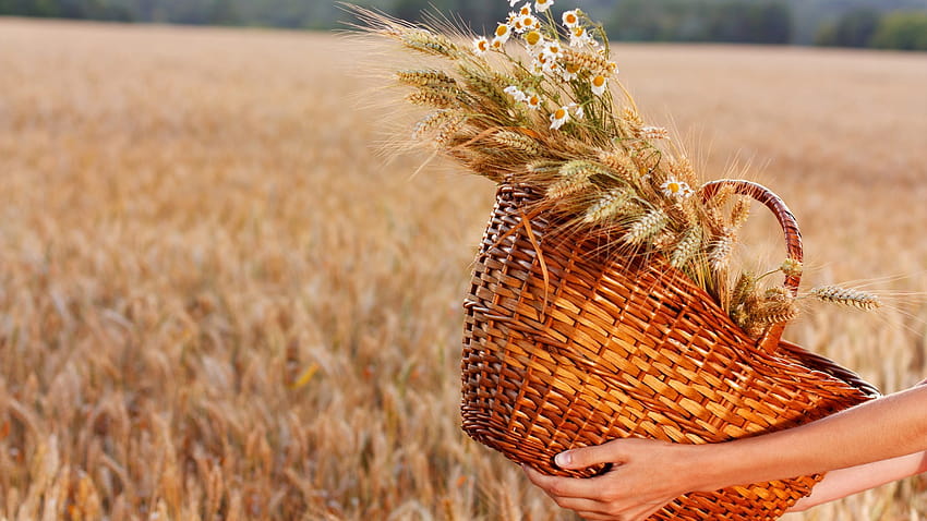 : hands, flowers, field, baskets, straw, wheat, Rye, cereal, barley, autumn, harvest, agriculture, prairie, crop, produce, land plant, flowering plant, grass family, food grain, commodity, maize 1920x1080, autumn straw HD wallpaper