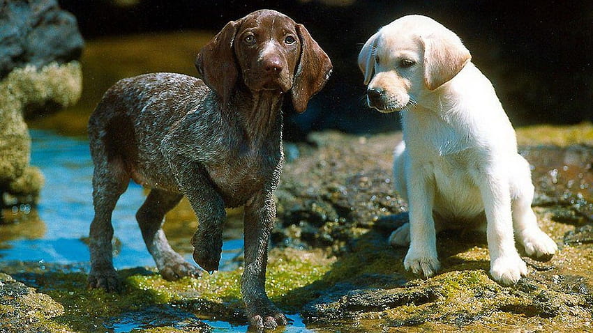 Black And White Dog Puppy Backgrounds, german shorthaired pointer puppy HD wallpaper
