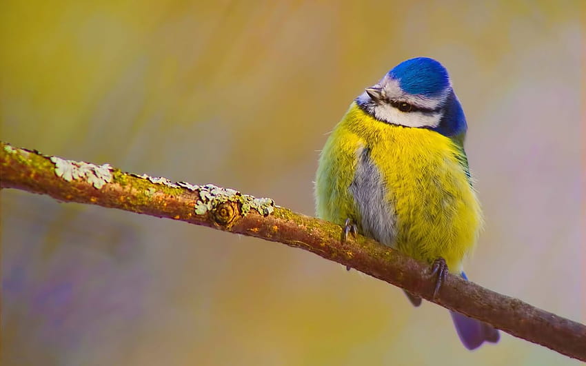 Small colorful bird on the branch, colorful birds on branch HD wallpaper