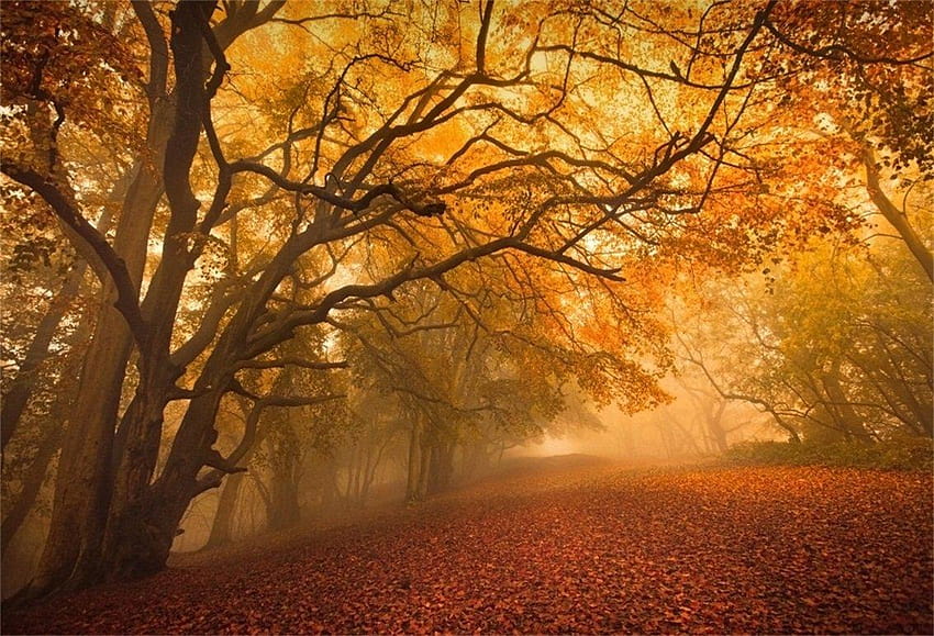 Amazon : CSFOTO 7x5ft Backgrounds Fantasy Autumn Scenery ถนนเดินทางในป่าในฤดูใบไม้ร่วง วอลล์เปเปอร์ HD