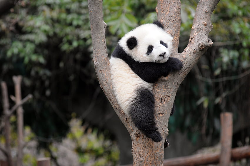 New Born Baby Pandas, new born panda HD wallpaper
