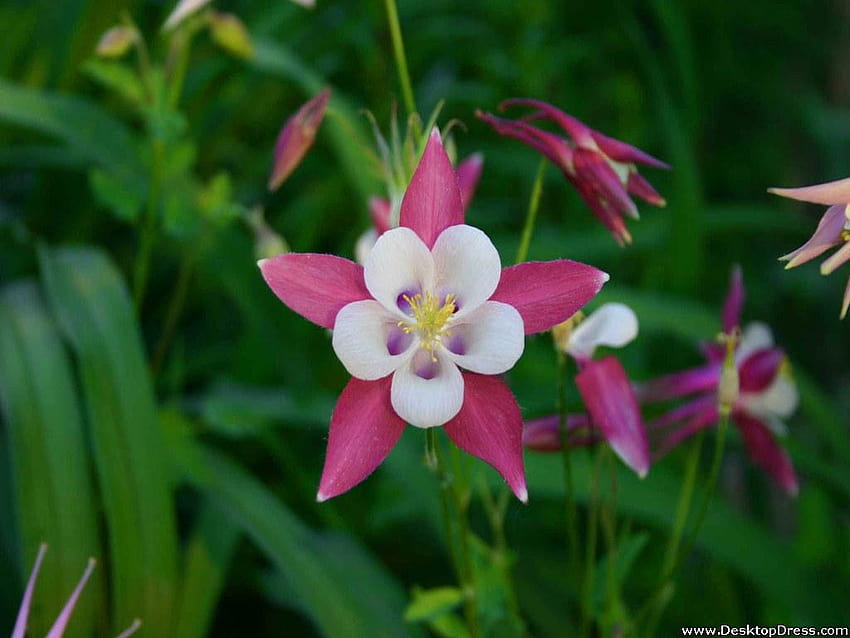» พื้นหลังดอกไม้ » โคลัมไบน์สีชมพู » ​​www โคลัมไบน์แสนสวย วอลล์เปเปอร์ HD