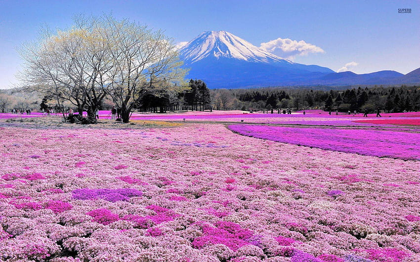 Pink flower field and Mount Fuji, fuji shibazakura festival HD wallpaper