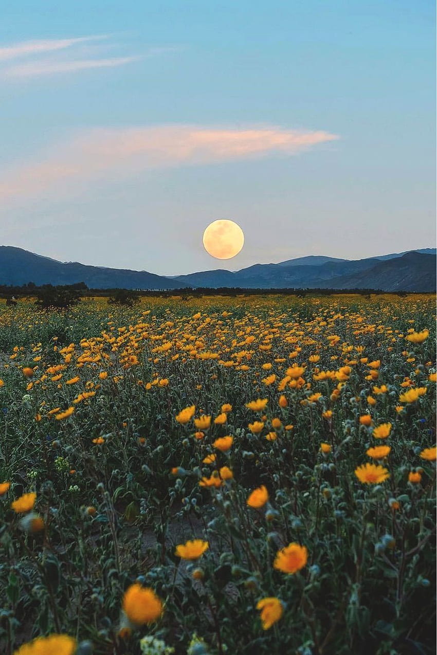 Aesthetic, calm, flowers, pretty, sunflowers, vintage, HD phone