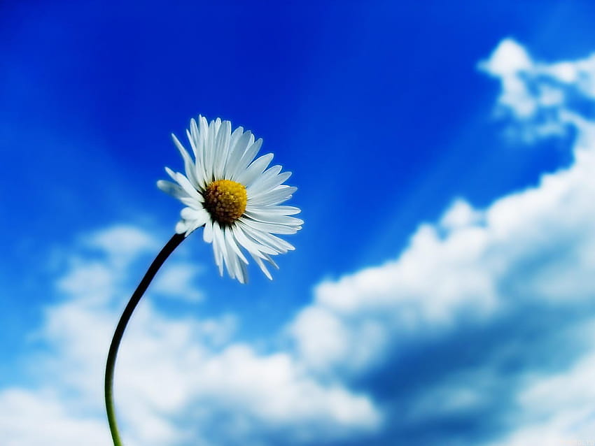 Beautiful Sky Single White Daisy Flower Normal Cool, single flower HD wallpaper
