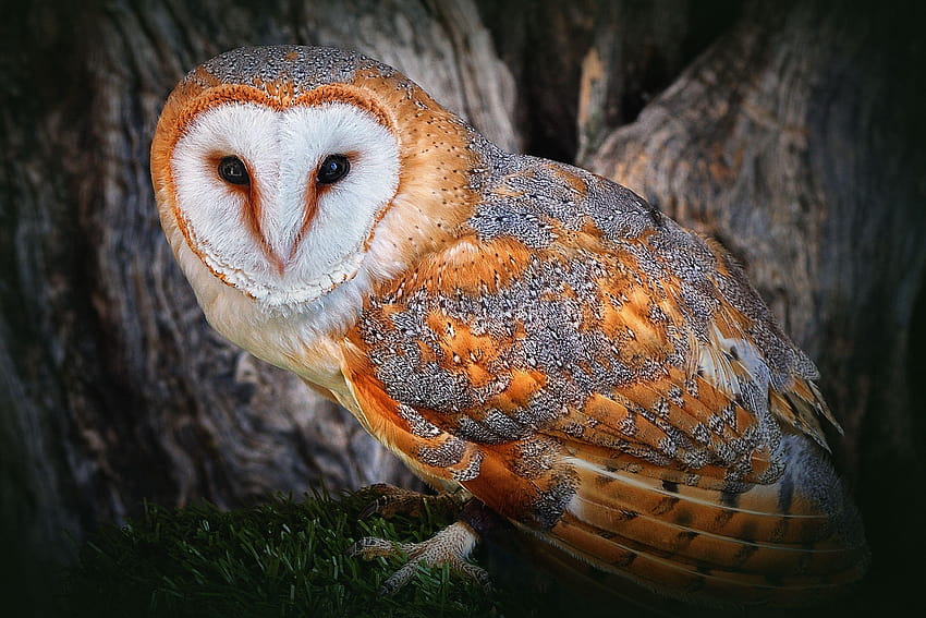 snowy owls HD wallpaper