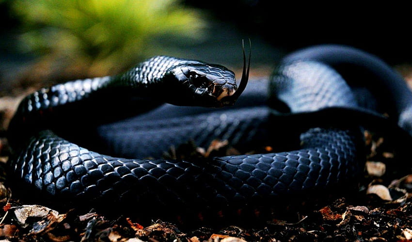 Black Snake, small snake HD wallpaper | Pxfuel