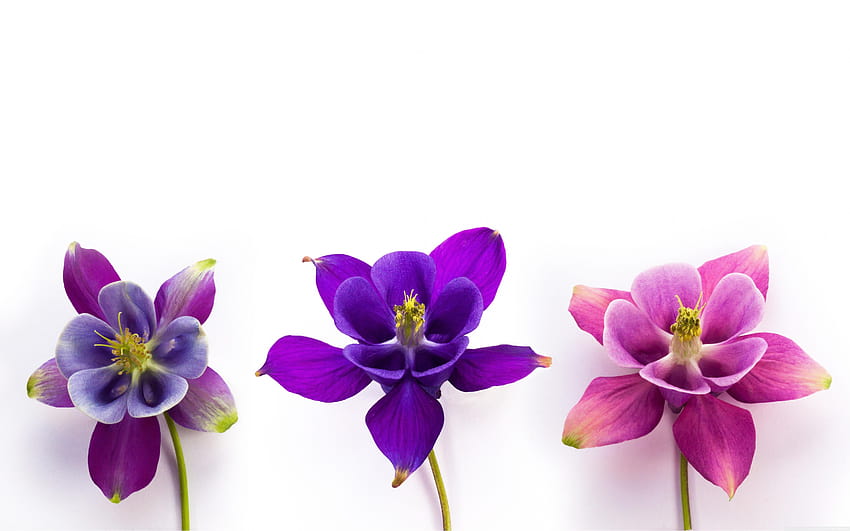 Columbine Flowers ❤ para Ultra TV, lindas aguileñas fondo de pantalla