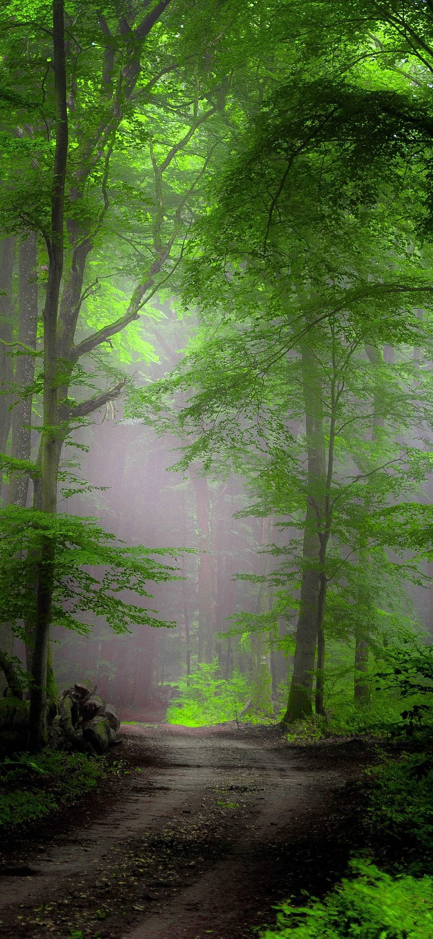 Earth/Forest, greenery mobile HD phone wallpaper
