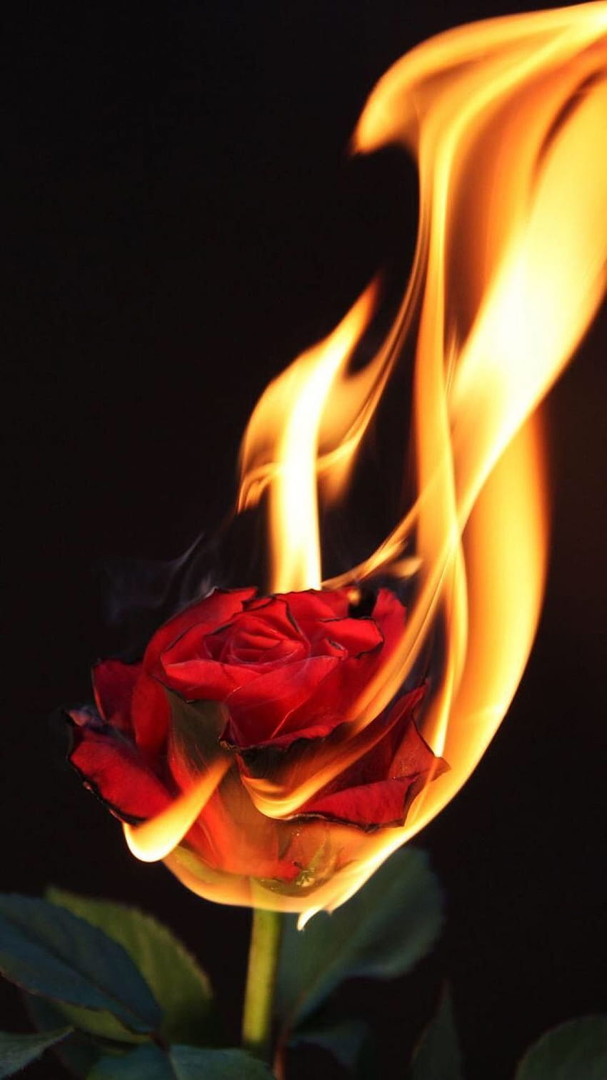 [4 Aesthetic Fire, fire rose HD phone wallpaper | Pxfuel