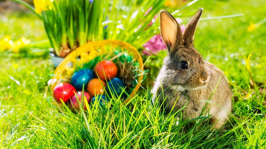 Tempo di Pasqua, coniglietto in primavera Sfondo HD
