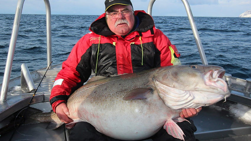 New record for biggest cod caught by British angler HD wallpaper