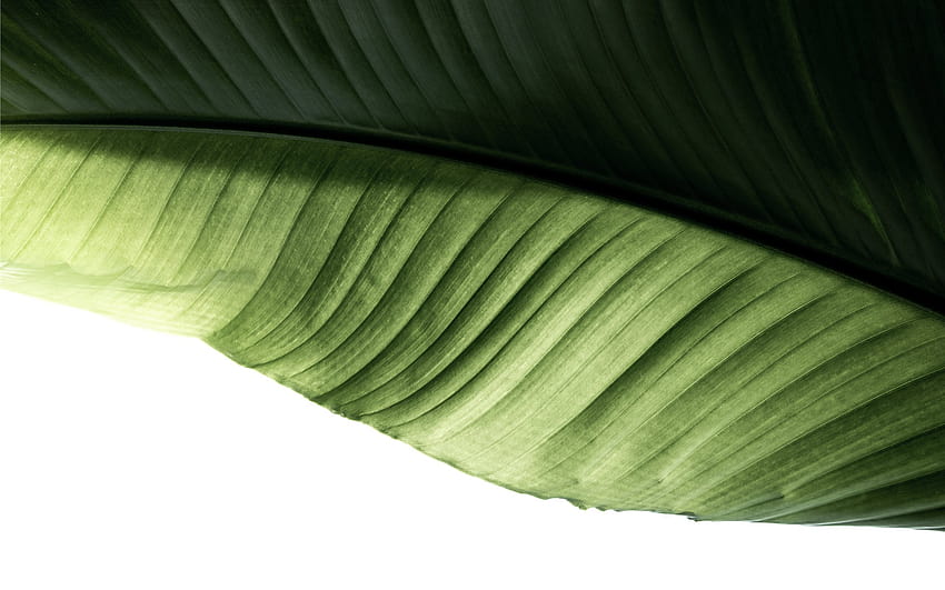 zielony liść bananowca MacBook Air Tapeta HD