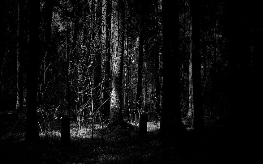 I collect forest for my, dark forest HD wallpaper | Pxfuel