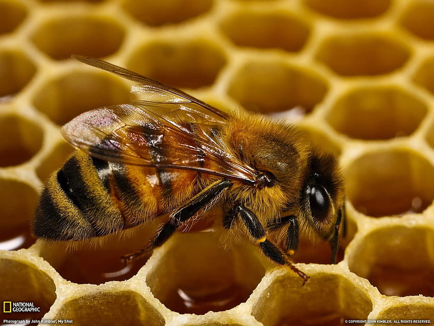 Page 6 | bee honey bee HD wallpapers | Pxfuel