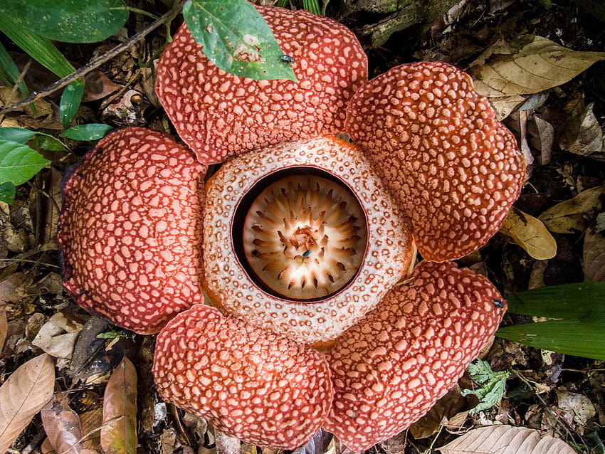 Best Time to See Rafflesia in Malaysia 2021 HD wallpaper