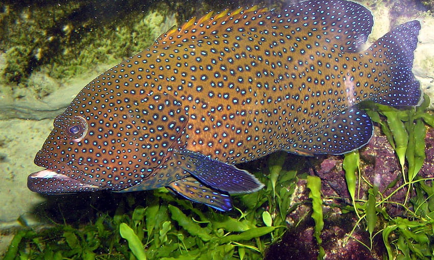 Peces: Ocean Grouper Underwater Sealife Fish Sea Animado, trucha iphone fondo de pantalla