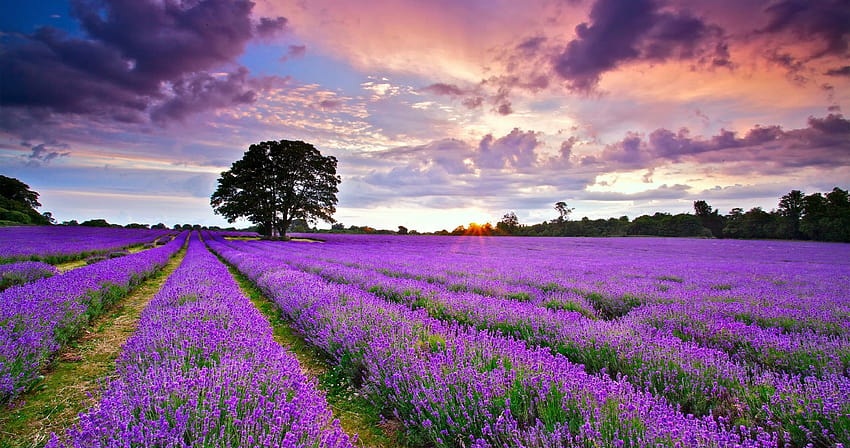 bidang lavender Inggris ultra, bidang Wallpaper HD