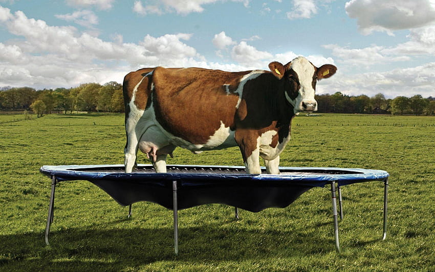 Cow On A Trampoline HD wallpaper