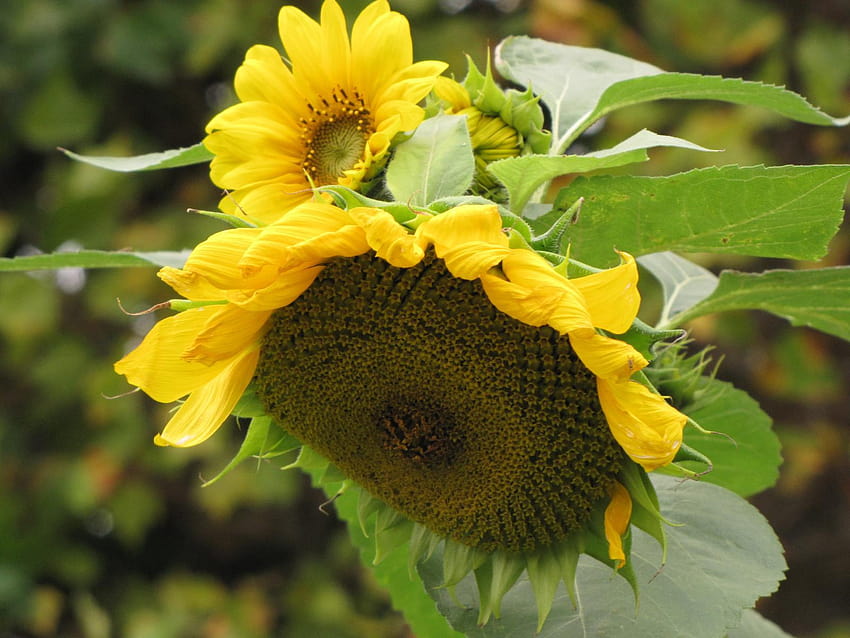 Sunflower, helianthus annuus HD wallpaper