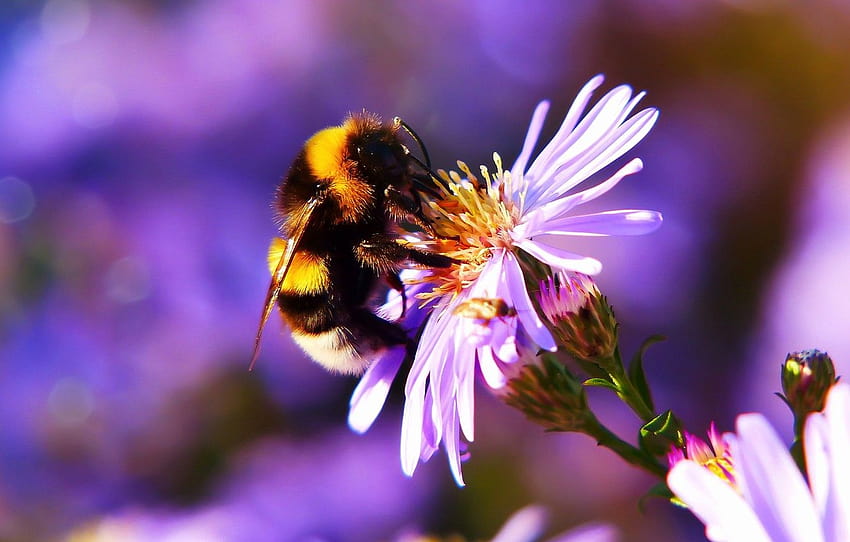 Bees and Flowers, bumble bees HD wallpaper