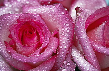 pink rose with water drops wallpaper