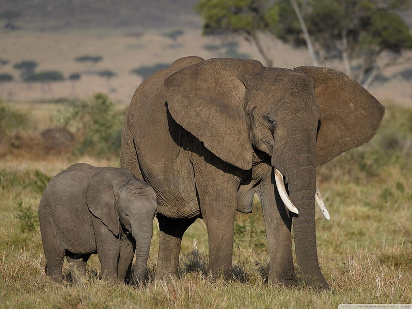 Mãe e bebê elefante largo, elefante mãe e filho papel de parede HD
