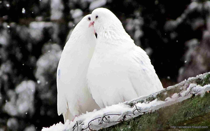White Pigeons Love HD wallpaper