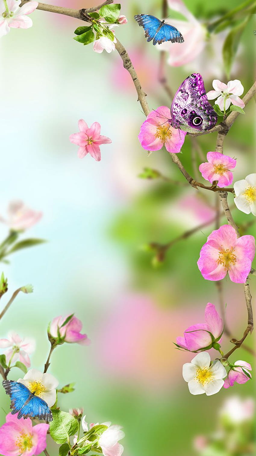 Flowers Live : Appstore for Android, spring flower time HD phone wallpaper