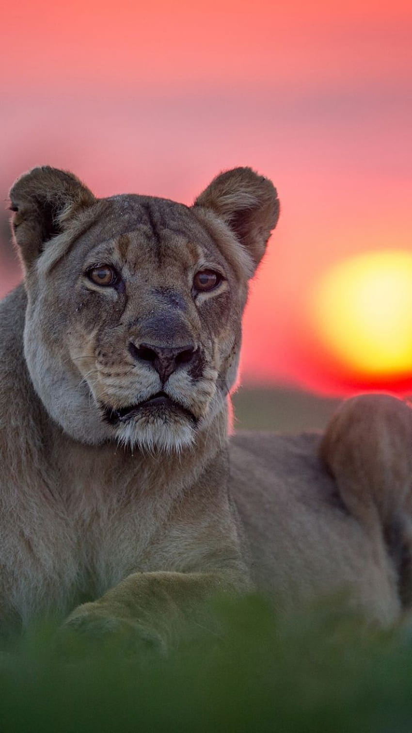 720x1280 Sunset, lioness, animal, predator, animal phone HD phone wallpaper