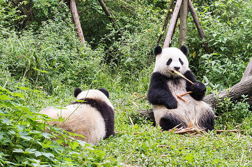 Giant panda Bears Two Animals HD wallpaper