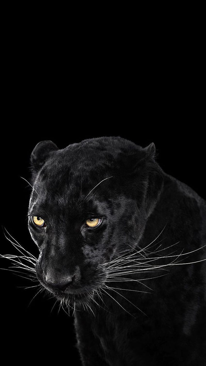 黒豹動物、 HD電話の壁紙